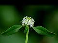 Shrubby Buttonweed